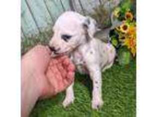 Dalmatian Puppy for sale in Arthur, IL, USA