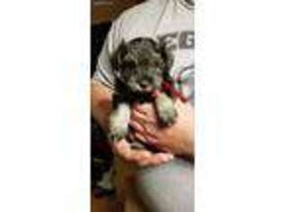 Mutt Puppy for sale in Alderson, WV, USA