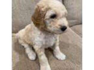 Goldendoodle Puppy for sale in Yucaipa, CA, USA