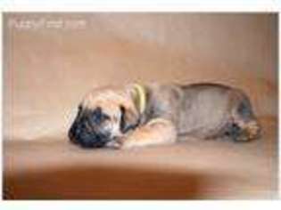 Boerboel Puppy for sale in Pilot Hill, CA, USA