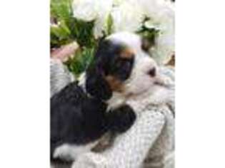 Cavalier King Charles Spaniel Puppy for sale in Rickman, TN, USA