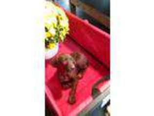 German Shorthaired Pointer Puppy for sale in Apple Creek, OH, USA