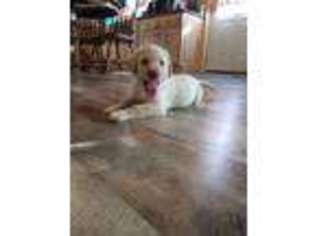 Labrador Retriever Puppy for sale in Newcomerstown, OH, USA