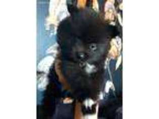 Pomeranian Puppy for sale in Oak Brook, IL, USA