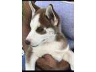 Siberian Husky Puppy for sale in Bossier City, LA, USA