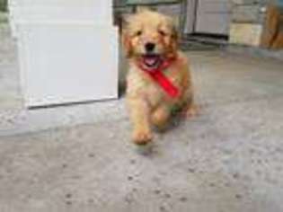 Goldendoodle Puppy for sale in Springfield, CO, USA