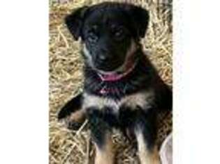 German Shepherd Dog Puppy for sale in Lanexa, VA, USA