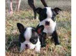 Boston Terrier Puppy for sale in Greenville, TX, USA