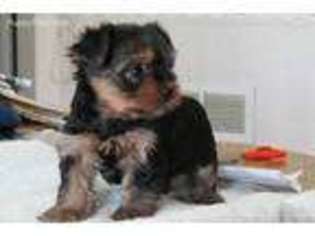 Yorkshire Terrier Puppy for sale in Shakopee, MN, USA