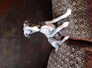Whippet Puppy for sale in Columbus, OH, USA