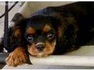 Cavalier King Charles Spaniel Puppy for sale in Agawam, MA, USA