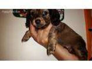 Dachshund Puppy for sale in Franktown, VA, USA