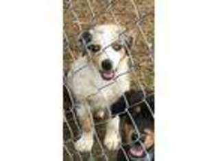 Australian Shepherd Puppy for sale in Weatherford, TX, USA