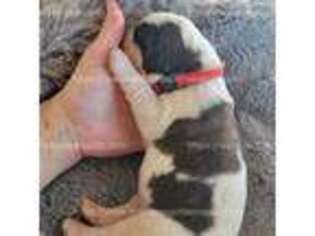 Saint Bernard Puppy for sale in Brush Prairie, WA, USA