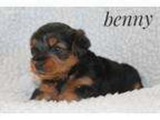 Medium Photo #1 Yorkshire Terrier Puppy For Sale in Unknown, USA
