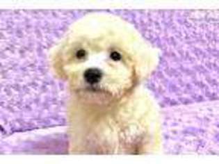 Bichon Frise Puppy for sale in Hattiesburg, MS, USA