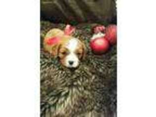 Cavalier King Charles Spaniel Puppy for sale in Lindale, TX, USA