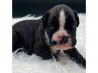 Boxer Puppy for sale in Baileyville, KS, USA