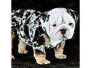 Bulldog Puppy for sale in Eubank, KY, USA