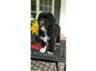 Mutt Puppy for sale in Leesburg, OH, USA