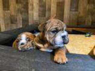 Bulldog Puppy for sale in Avondale, CO, USA