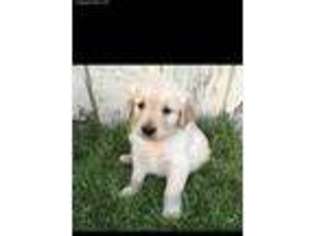 Golden Retriever Puppy for sale in Paul, ID, USA