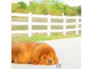 Tibetan Mastiff Puppy for sale in Pleasanton, TX, USA