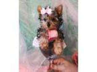 Yorkshire Terrier Puppy for sale in Lamar, MO, USA