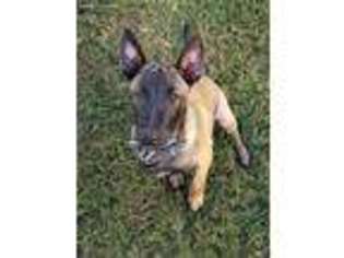 Belgian Malinois Puppy for sale in Berry, AL, USA