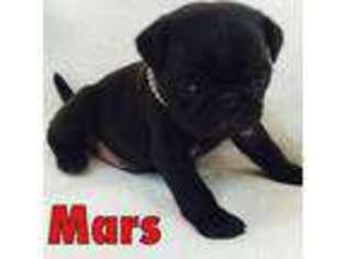 Pug Puppy for sale in Elkhart, IN, USA