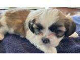 Lhasa Apso Puppy for sale in Fort Myers, FL, USA