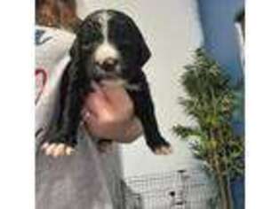 Mutt Puppy for sale in Avondale, AZ, USA