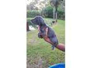 Great Dane Puppy for sale in Malabar, FL, USA