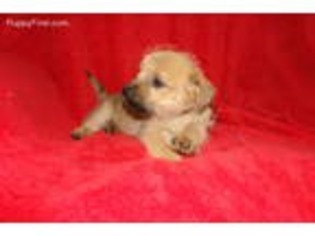 Cairn Terrier Puppy for sale in Woodbury, NJ, USA