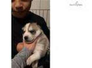 Siberian Husky Puppy for sale in Allentown, PA, USA