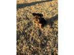 Yorkshire Terrier Puppy for sale in Newkirk, OK, USA