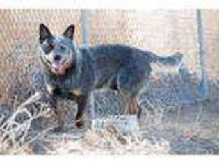 Australian Cattle Dog Puppy for sale in Reno, NV, USA