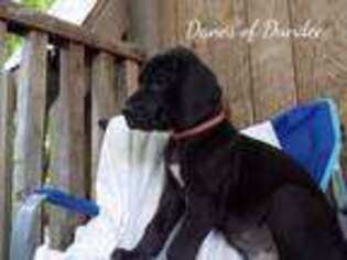 Great Dane Puppy for sale in Dundee, OH, USA
