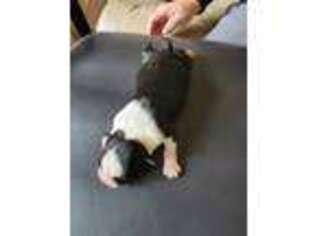 Boston Terrier Puppy for sale in Round Rock, TX, USA