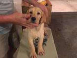 Labrador Retriever Puppy for sale in Springfield, IL, USA