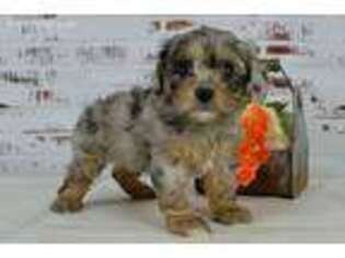 Cavapoo Puppy for sale in Atwood, IL, USA