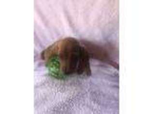 Dachshund Puppy for sale in Sylmar, CA, USA