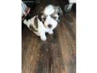 Havanese Puppy for sale in Grandview, TX, USA