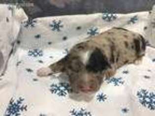 Australian Shepherd Puppy for sale in Osgood, IN, USA