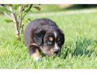 Australian Shepherd Puppy for sale in Warrensburg, MO, USA