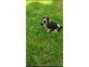Basset Hound Puppy for sale in Bradleyville, MO, USA