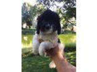 Cavapoo Puppy for sale in Eagle, ID, USA