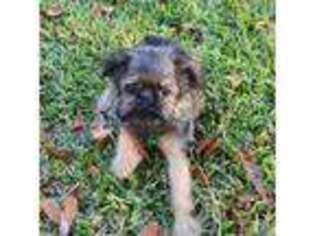 Brussels Griffon Puppy for sale in Rock Hill, SC, USA