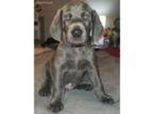 Weimaraner Puppy for sale in Vancouver, WA, USA