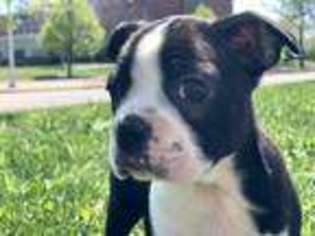 Boston Terrier Puppy for sale in Woodruff, WI, USA